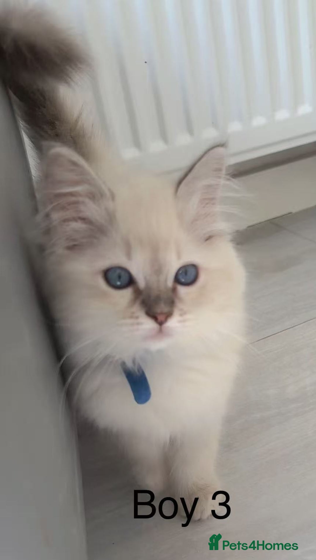 Ragdoll cats for sale: Ragdoll kittens for sale - Image 10