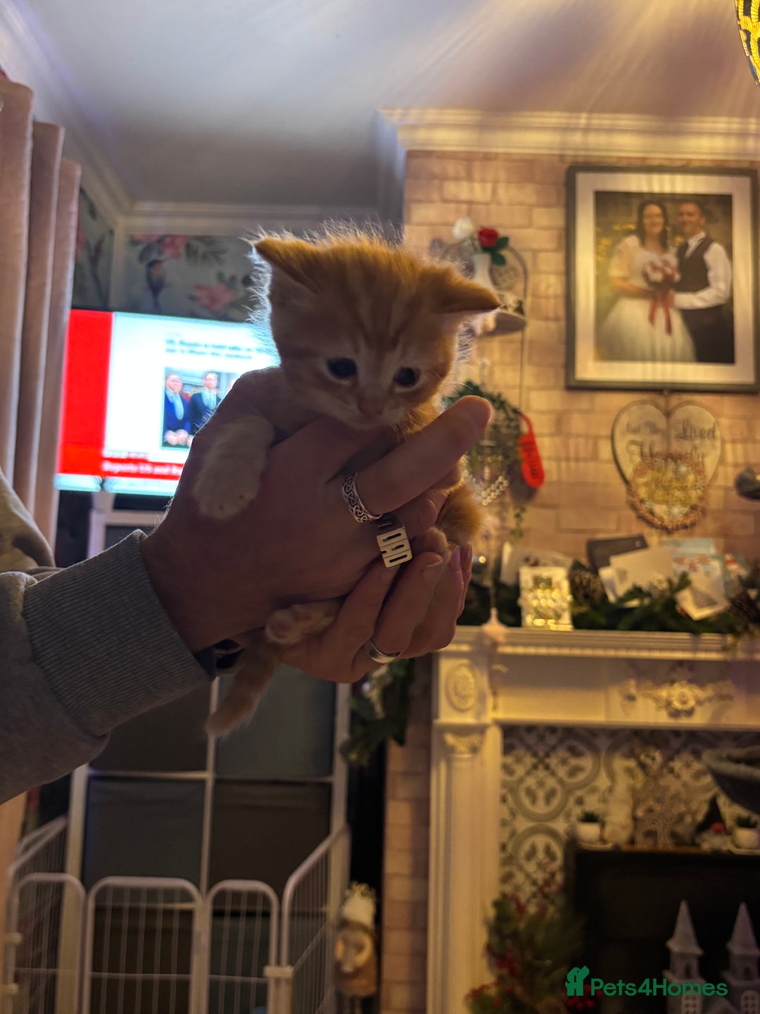 Ragdoll cats for sale: !!!Ready to reserve Ragdoll babies!!!  - Advert 10