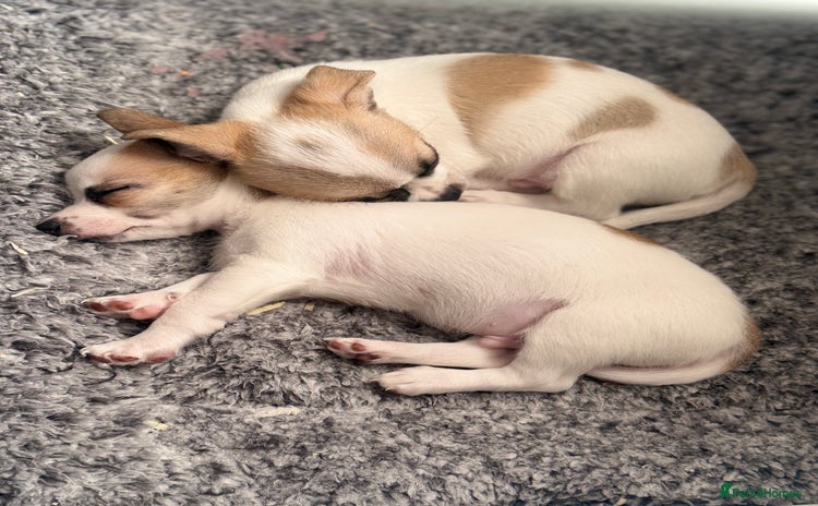 Chihuahua dogs - Advert 7