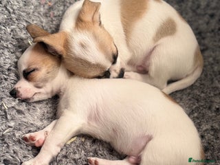Chihuahua dogs - Advert 3