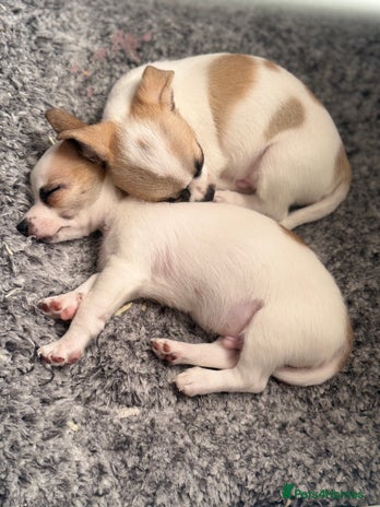 Chihuahua dogs - Advert 7