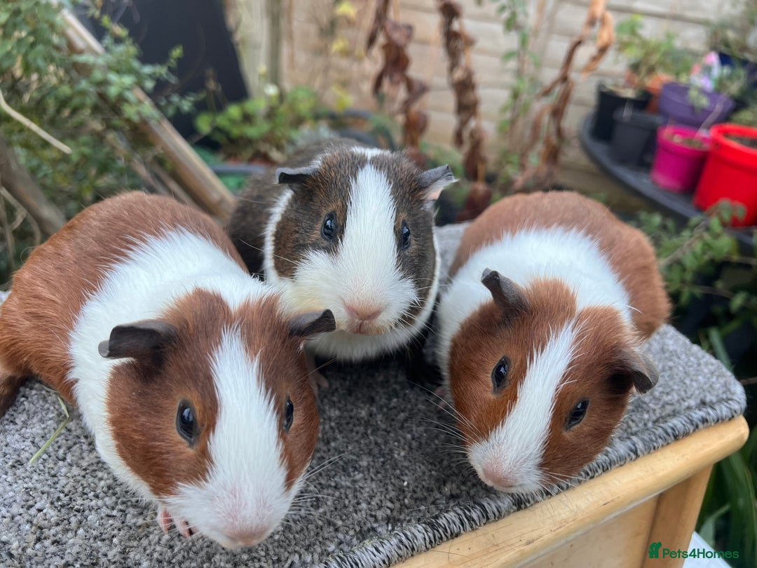 Guinea Pig rodents for sale: Bonded male Dutch guinea pigs - Advert 4