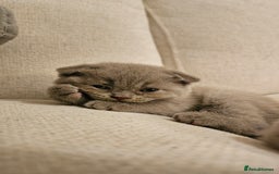 Scottish Fold cats for sale: 🐱British Shorthair x Scottish Fold Kittens🐱 - Advert 20