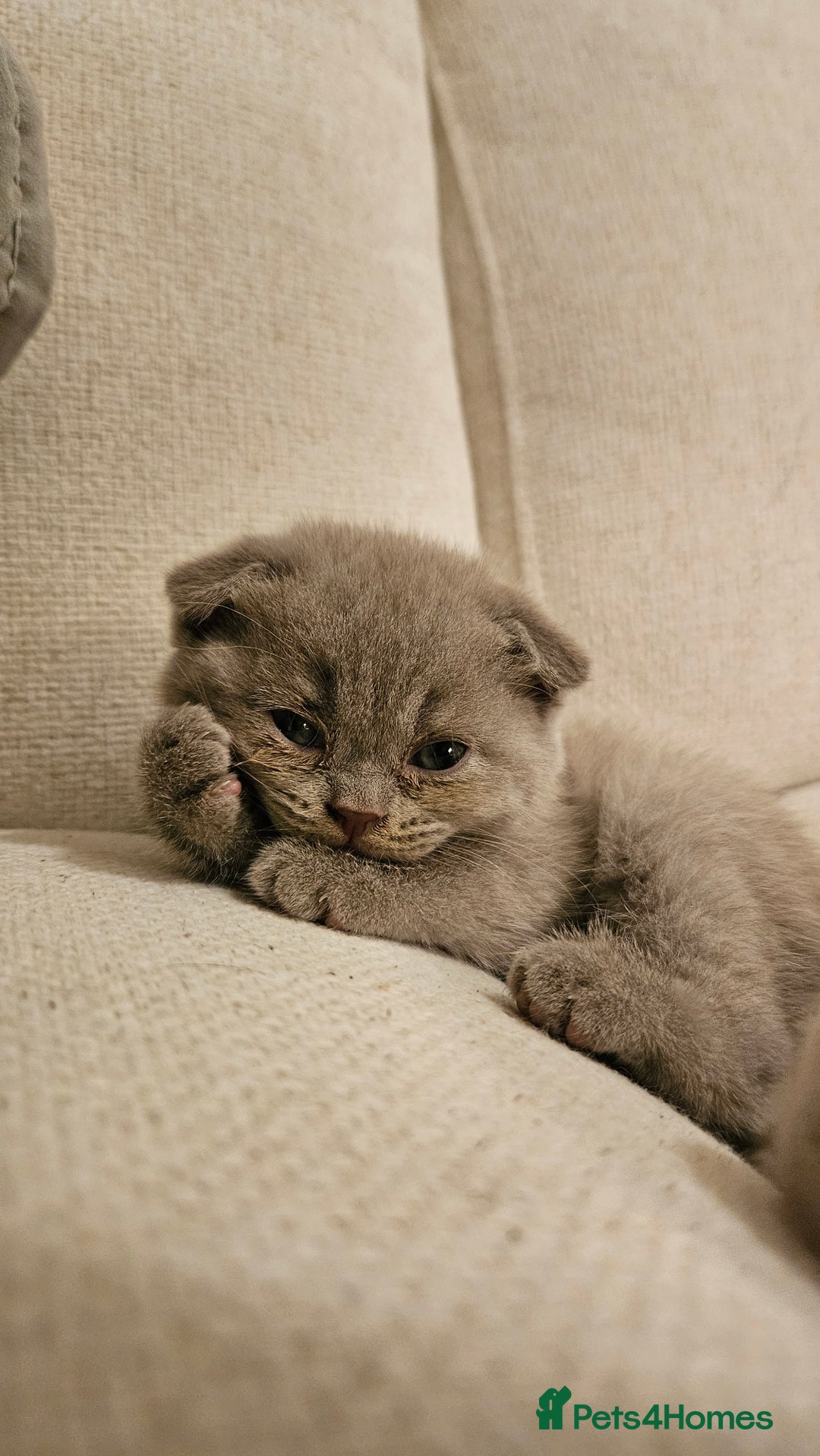 Scottish Fold cats for sale: 🐱British Shorthair x Scottish Fold Kittens🐱 - Advert 20