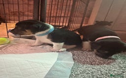 Jack Russell dogs for sale: Stunning Jack Russell puppies  - Image 8
