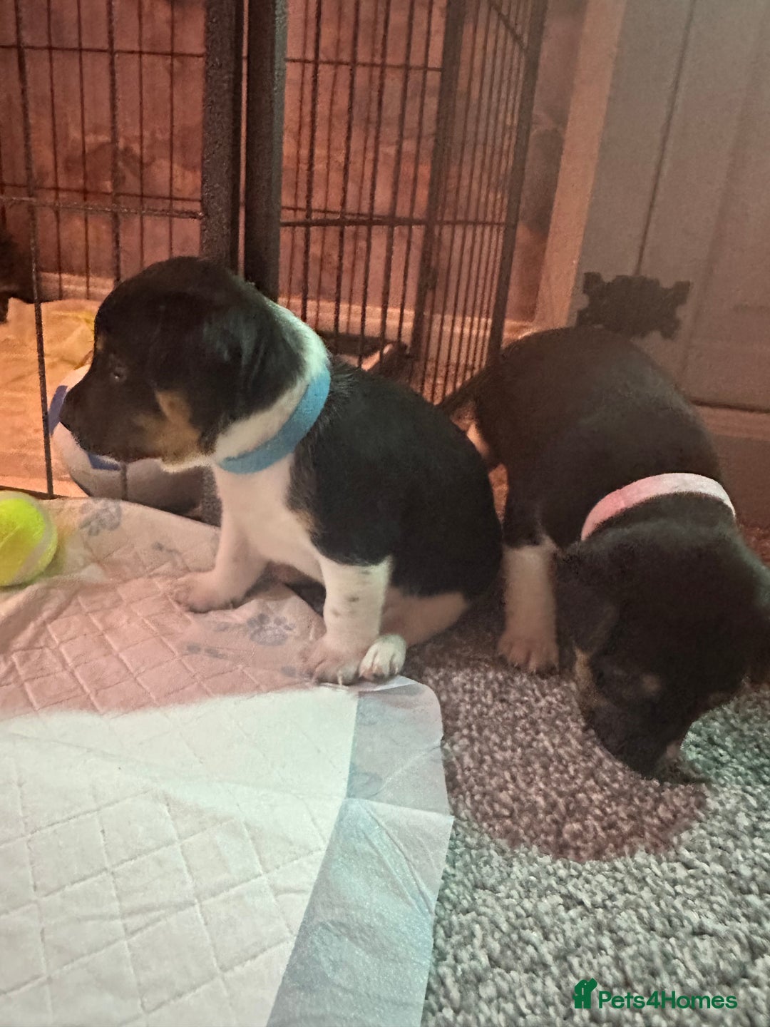 Jack Russell dogs for sale: Stunning Jack Russell puppies  - Image 8