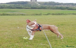 Boston Terrier dogs for sale: Outstanding Blue/Champagne Boston pups - Image 15