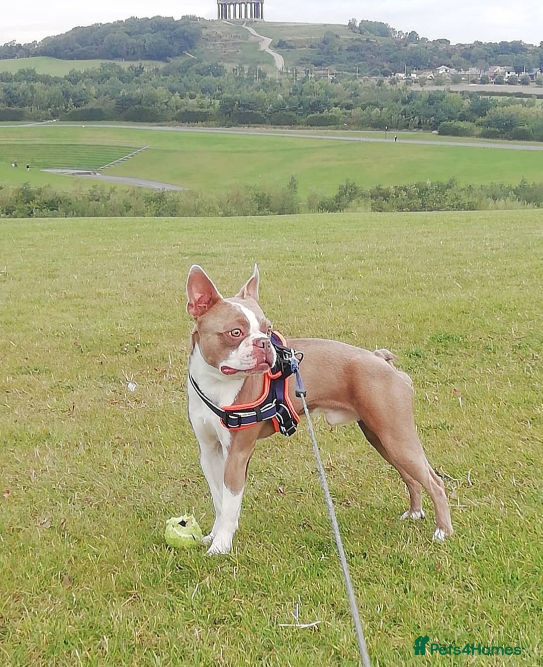 Boston Terrier dogs for sale: Outstanding Blue/Champagne Boston pups - Image 15