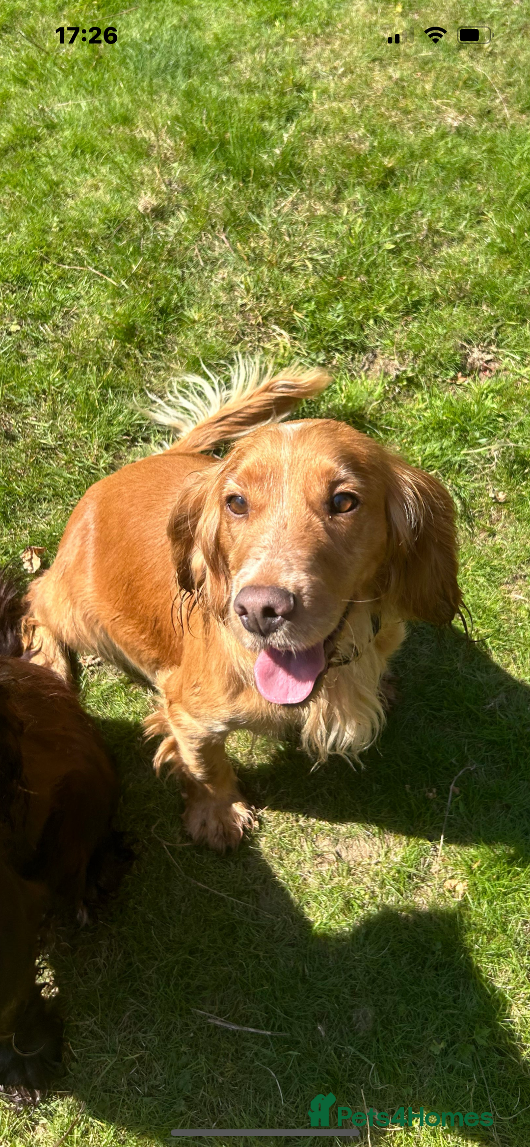 Cocker Spaniel dogs for sale: Beautiful cocker  - Advert 1