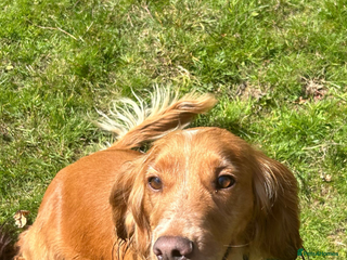 Cocker Spaniel dogs Beautiful cocker - Advert 1