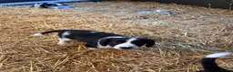 Border Collie dogs for sale: Beautiful Border Collie Pups - Advert 10