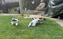 Cocker Spaniel dogs for sale: ✨Ready Now✨KC Reg Show Cocker Spaniel - Image 11