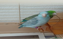 Parrots birds for sale: Bonding pair of parrotlets and conures  - Image 17