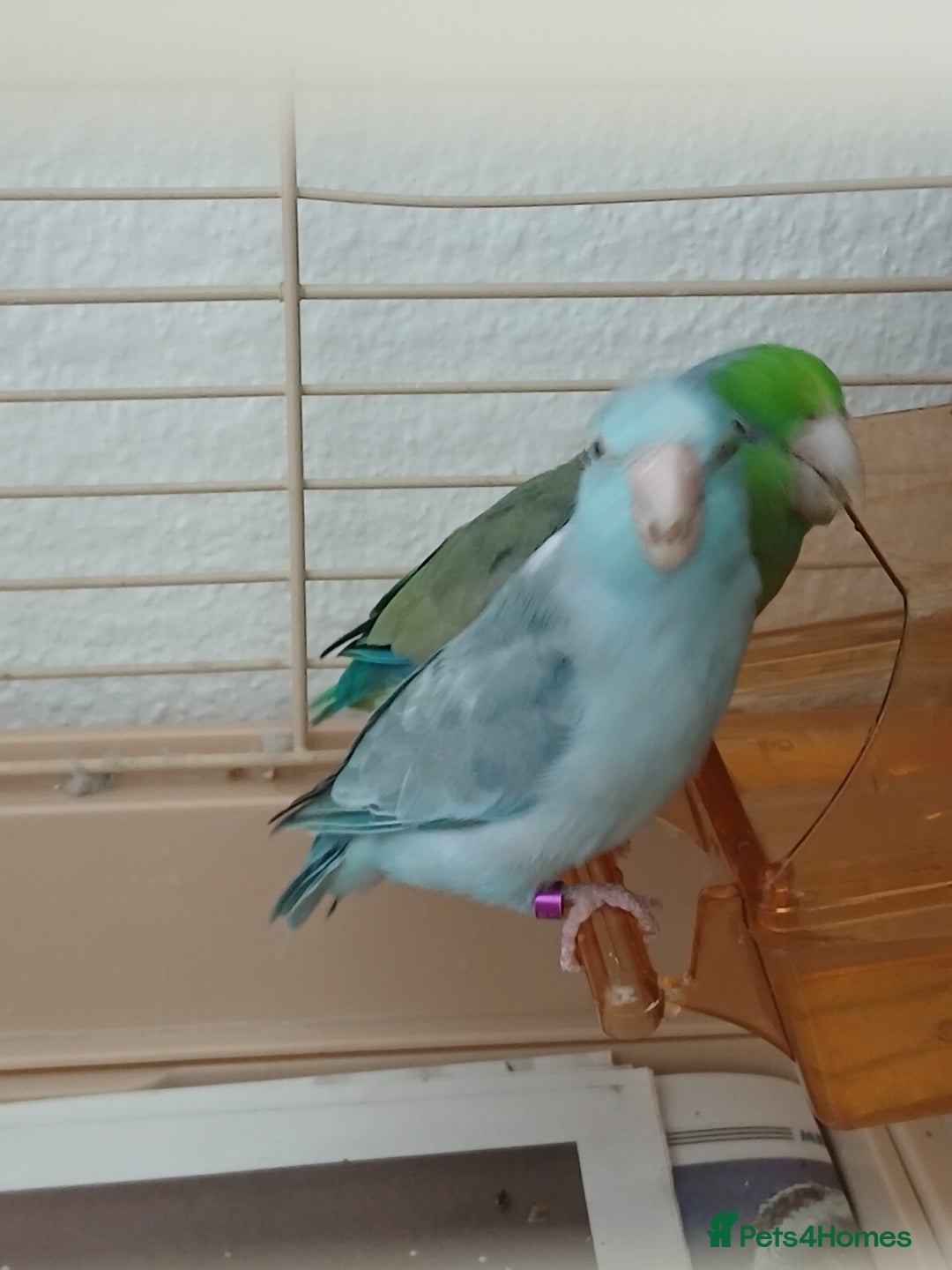 Parrots birds for sale: Bonding pair of parrotlets and conures  - Image 17