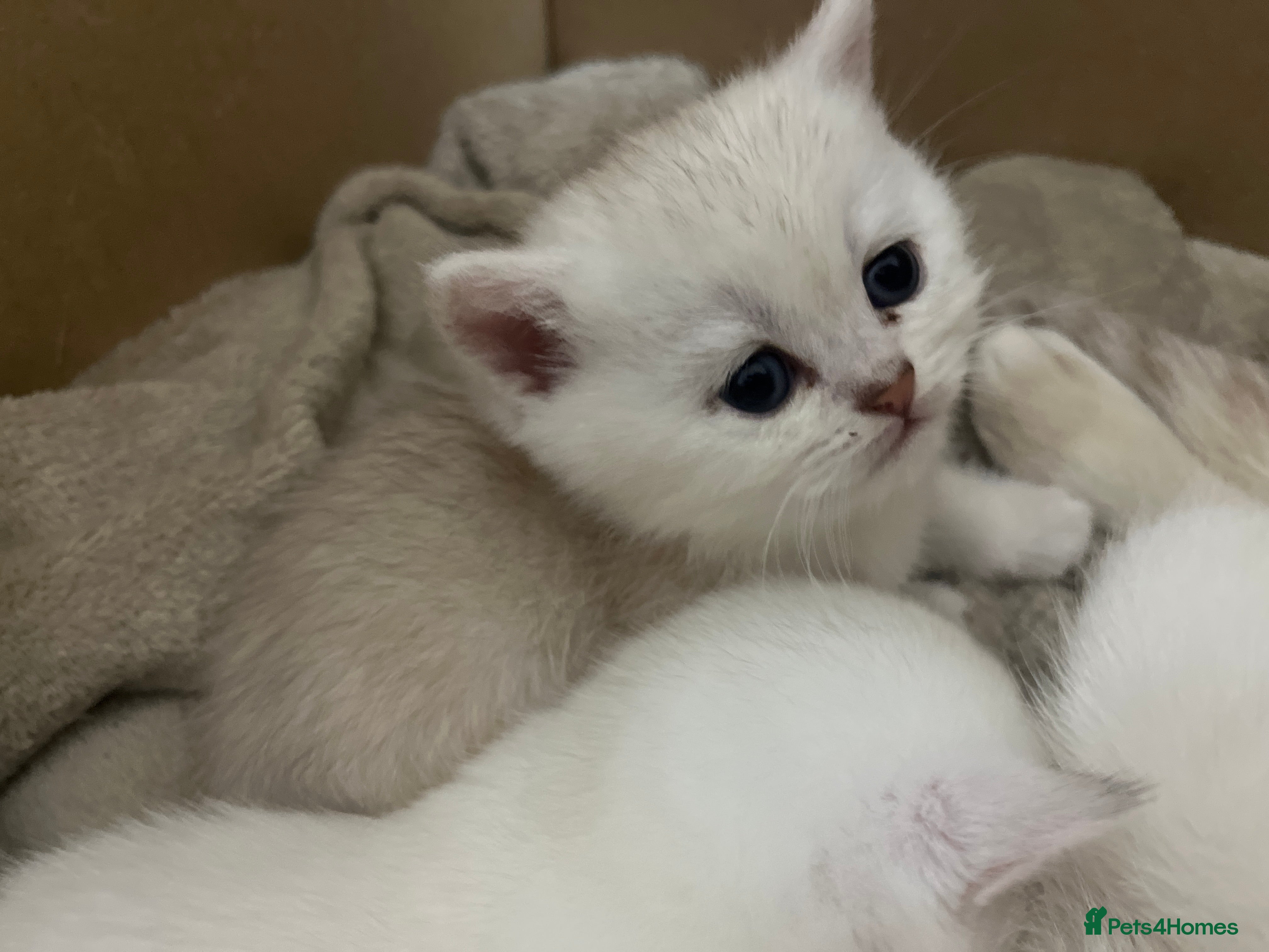 British Shorthair cats 😻 6 chunky fluffy Kittens available 😻 - Advert 1