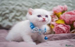 British Shorthair cats for sale: British shorthair Pedigree Neutered  - Image 8