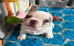 French Bulldog dogs for sale: QUALITY FRENCH BULLDOG PUPPIES - Advert 17