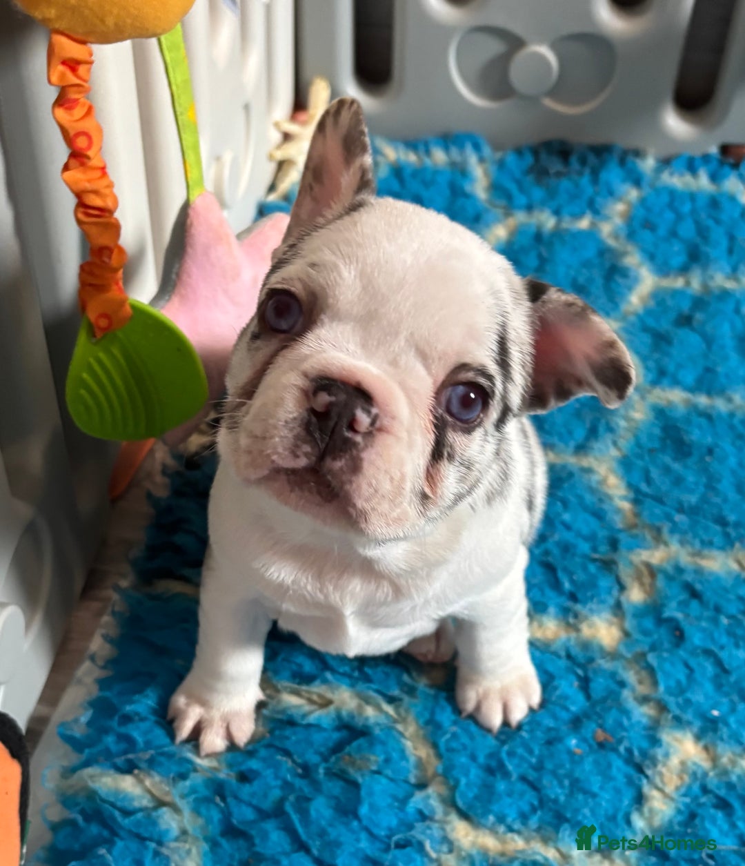 French Bulldog dogs for sale: QUALITY FRENCH BULLDOG PUPPIES - Advert 17