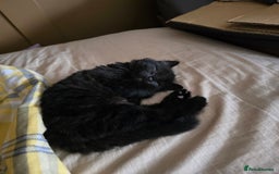 Domestic Shorthair cats for sale: Adorable black/brown kittens 13 weeks ready now - Image 7