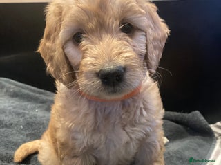 Goldendoodle dogs F1 Miniature Goldendoodle's 100% DNA Health-Tested - Advert 11