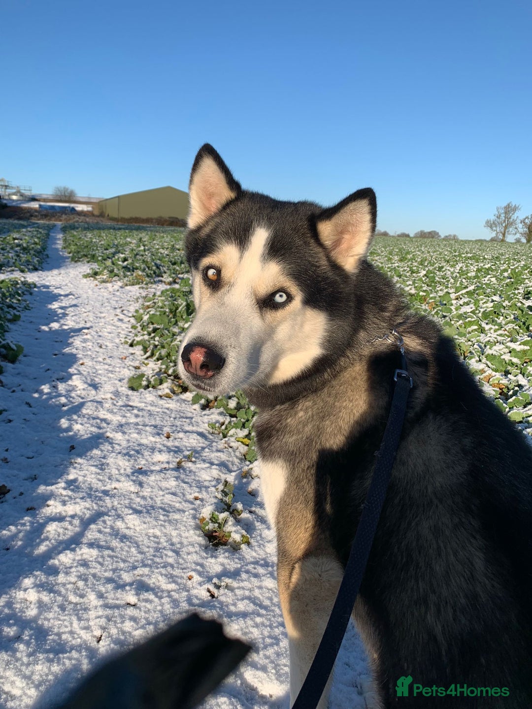 Siberian Husky dogs for stud: Gorgeous siberian husky for stud - Advert 2
