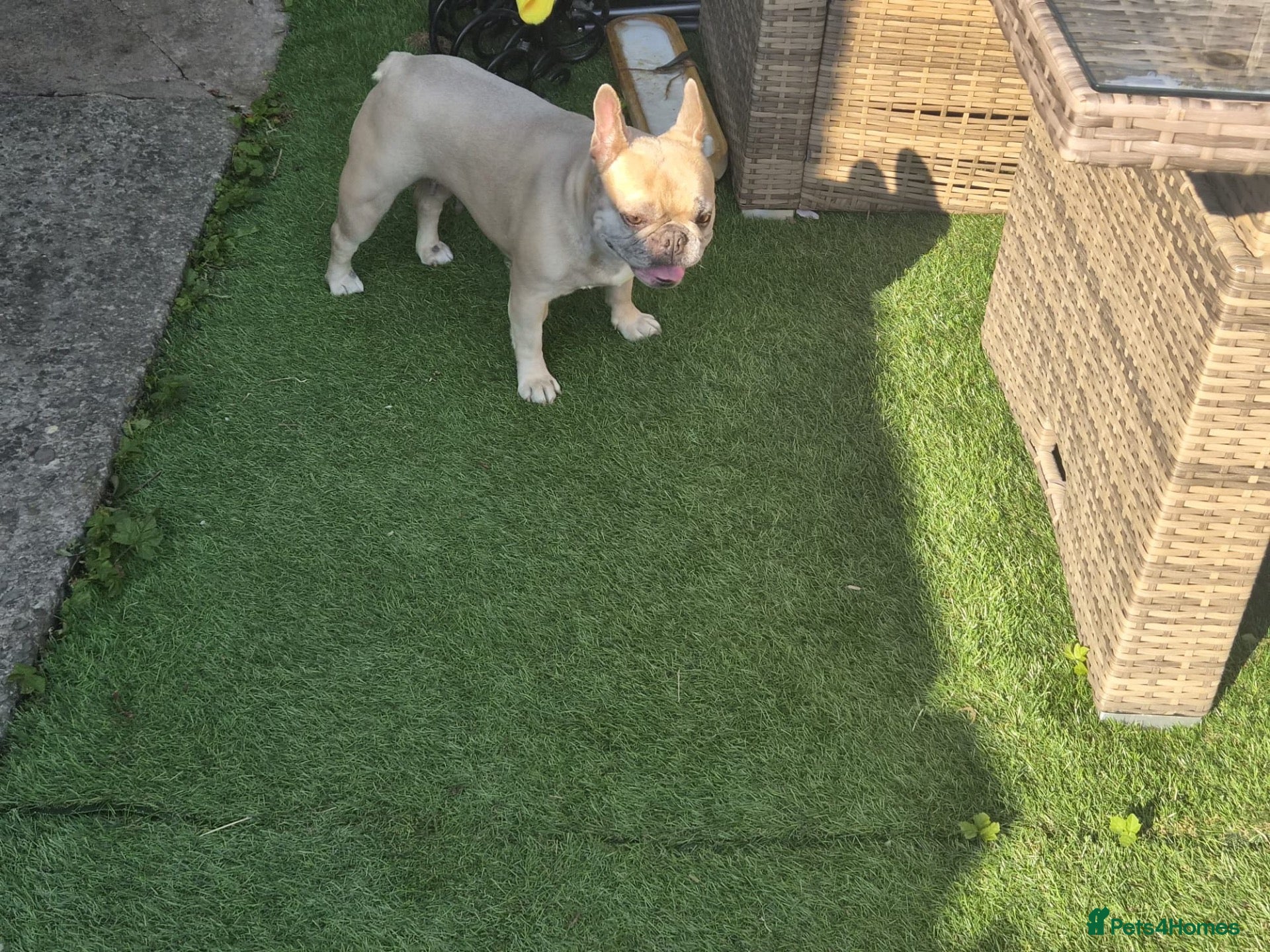 French Bulldog dogs MEET ANGEL — LOOKING FOR HER FOREVER HOME ❤️ 🐾 - Advert 1