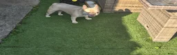 French Bulldog dogs for adoption: MEET ANGEL — LOOKING FOR HER FOREVER HOME ❤️ 🐾 - Advert 1