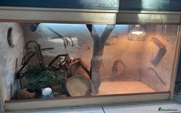 Lizard reptiles for sale: Reptile viviarium  - Image 1