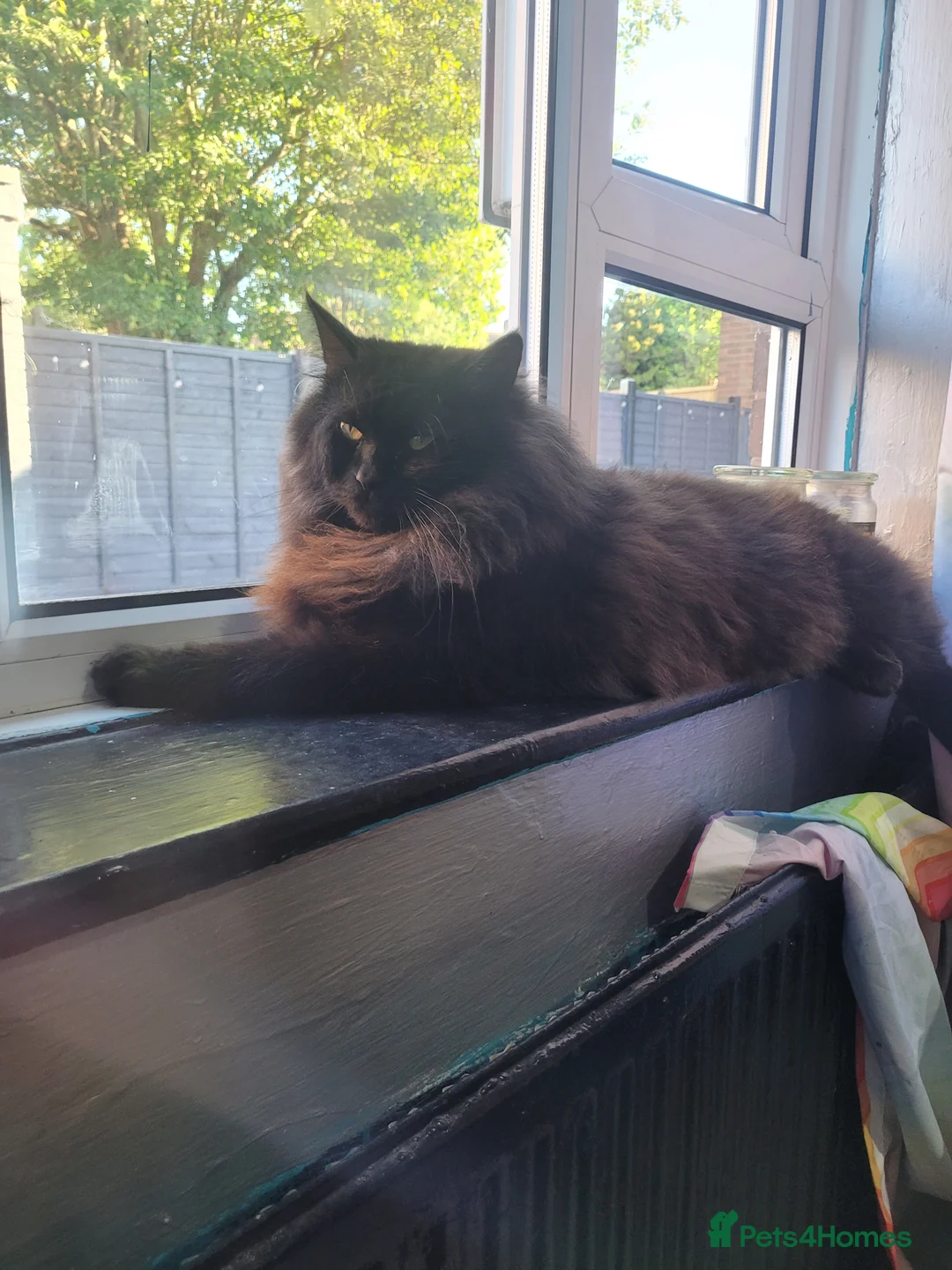 Maine Coon cats for sale: Freddie needs a home  - Advert 2