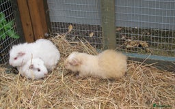 Guinea Pig rodents for sale: beautiful male guinea pigs - Image 7