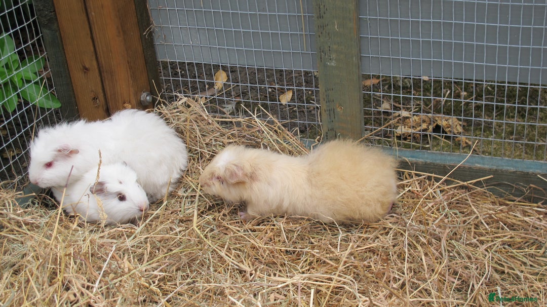Guinea Pig rodents for sale: beautiful male guinea pigs - Image 7