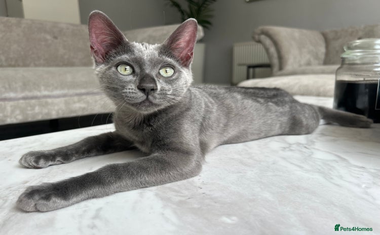 Bengal cats in Benfleet - Advert 3