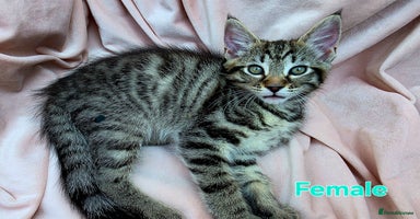 Mixed Breed cats - Advert 12