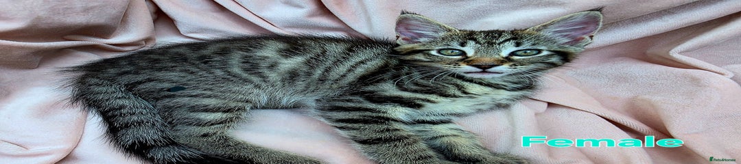 Mixed Breed Kitten 4