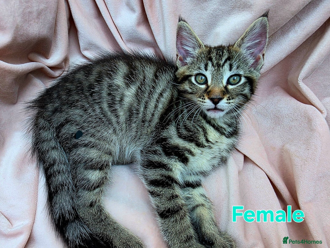 Mixed Breed cats for sale: Maine Coon Cross Kittens Still Available!! - Image 8