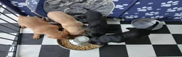 Labrador Retriever dogs for sale: Beautiful KC Registered Labrador Retreivers  - Advert 9