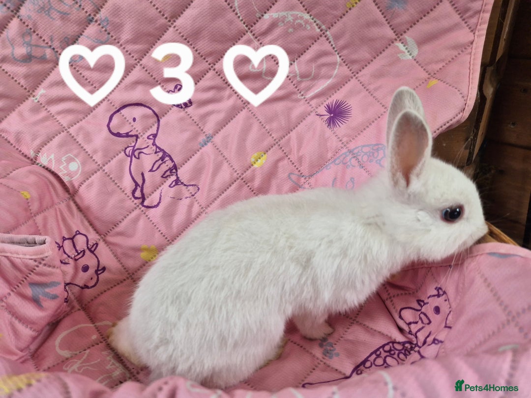 Netherland Dwarf rabbits for sale: Netherland and Mini Lion Lops - Image 11
