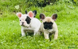 French Bulldog dogs for sale: 🏆KC registered, Standard French Bulldog Puppies🏆 - Image 8