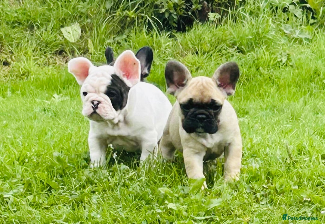 French Bulldog dogs for sale: 🏆KC registered, Standard French Bulldog Puppies🏆 - Image 8