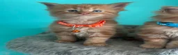 Maine Coon cats for sale: Beautiful mainecoon kittens  - Advert 8