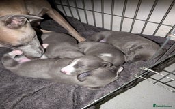 Whippet dogs for sale: 🥰Beautiful blue and white whippet puppies 🥰 - Image 1