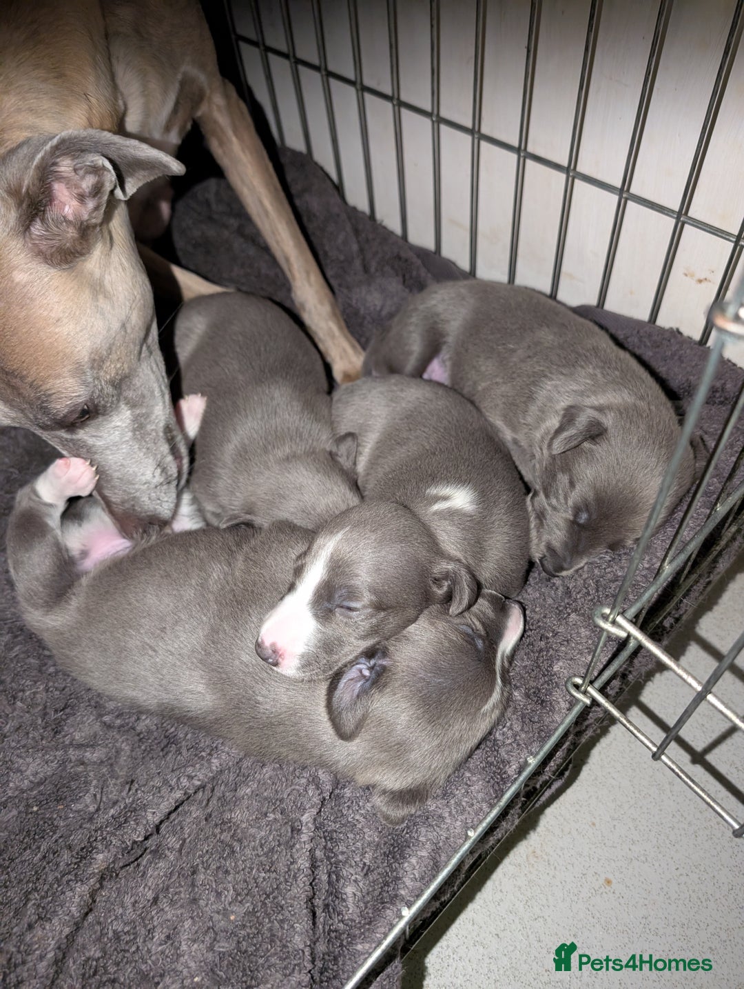 Whippet dogs for sale: 🥰Beautiful blue and white whippet puppies 🥰 - Image 1