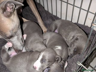 Whippet dogs for sale - Advert 1