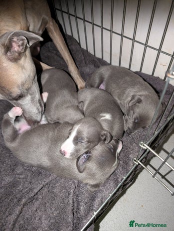 Whippet dogs - Advert 1