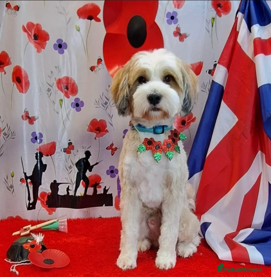 Tibetan Terrier dogs for stud: Excellent KC Reg Proven Tibetan Terrier for Stud in Oldham - Advert 3