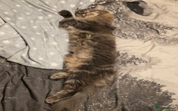 Maine Coon cats for sale: Aurora - Stunning Female Maine Coon - Image 5