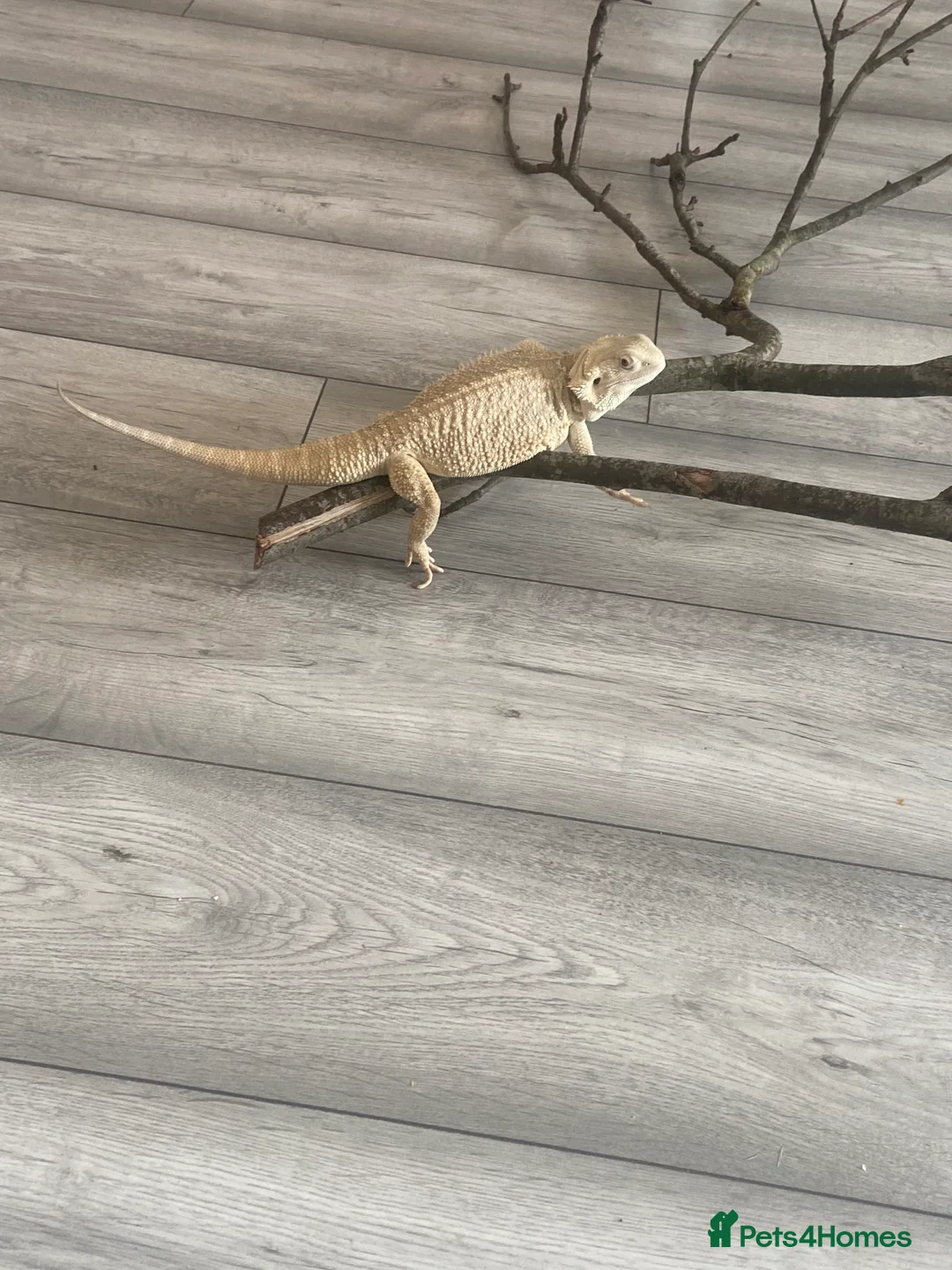 Bearded Dragon reptiles for sale: Gorgeous bearded dragon.  - Advert 7