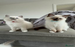 Ragdoll cats for sale: 🐾 LAST MALE RAGDOLL AVAILABLE READY TO GO💕 in Taunton - Image 3