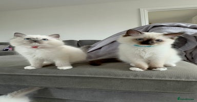 Ragdoll cats in Taunton - Advert 2