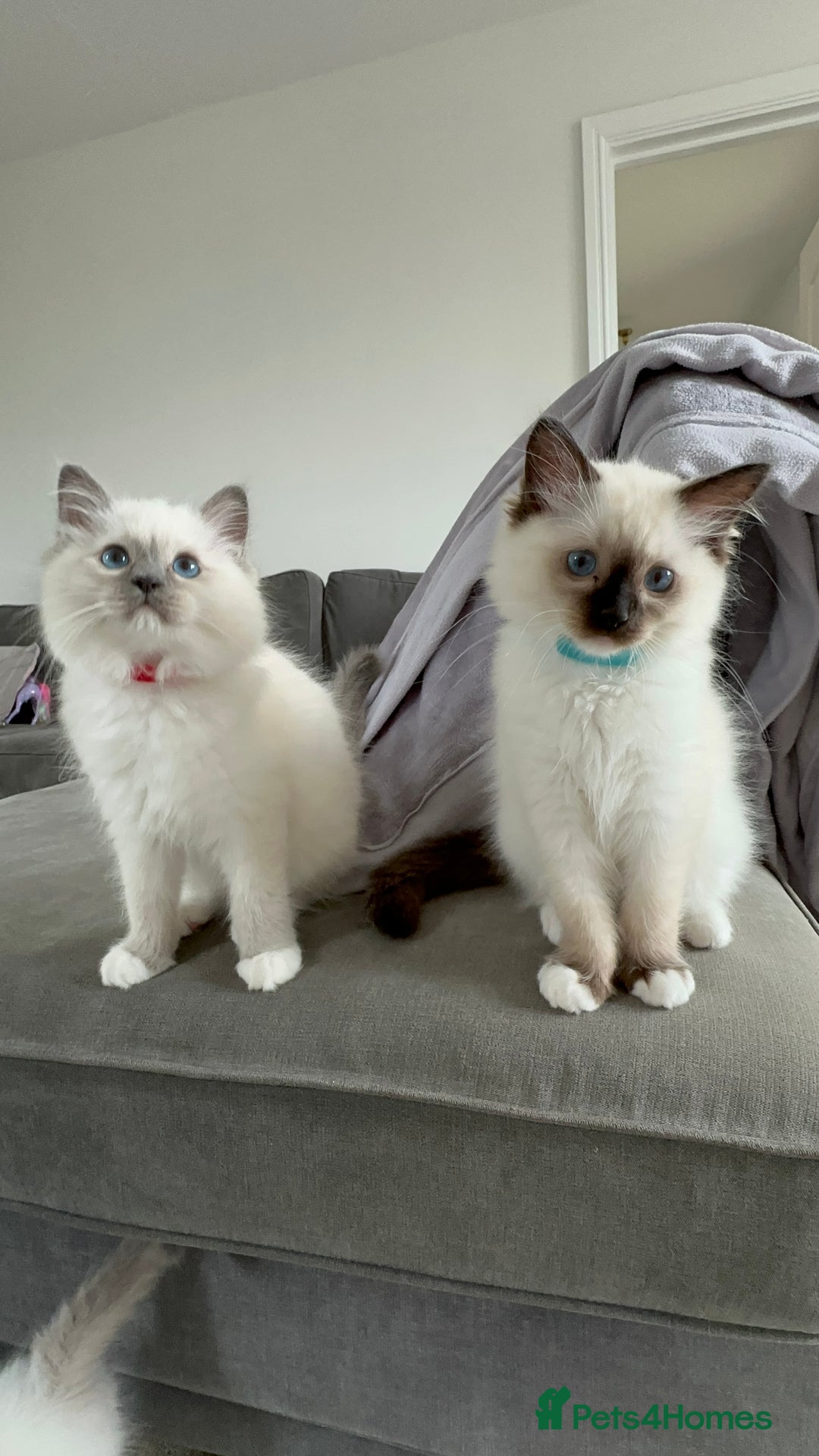 Ragdoll cats for sale: 🐾 LAST MALE RAGDOLL AVAILABLE READY TO GO💕 in Taunton - Image 3
